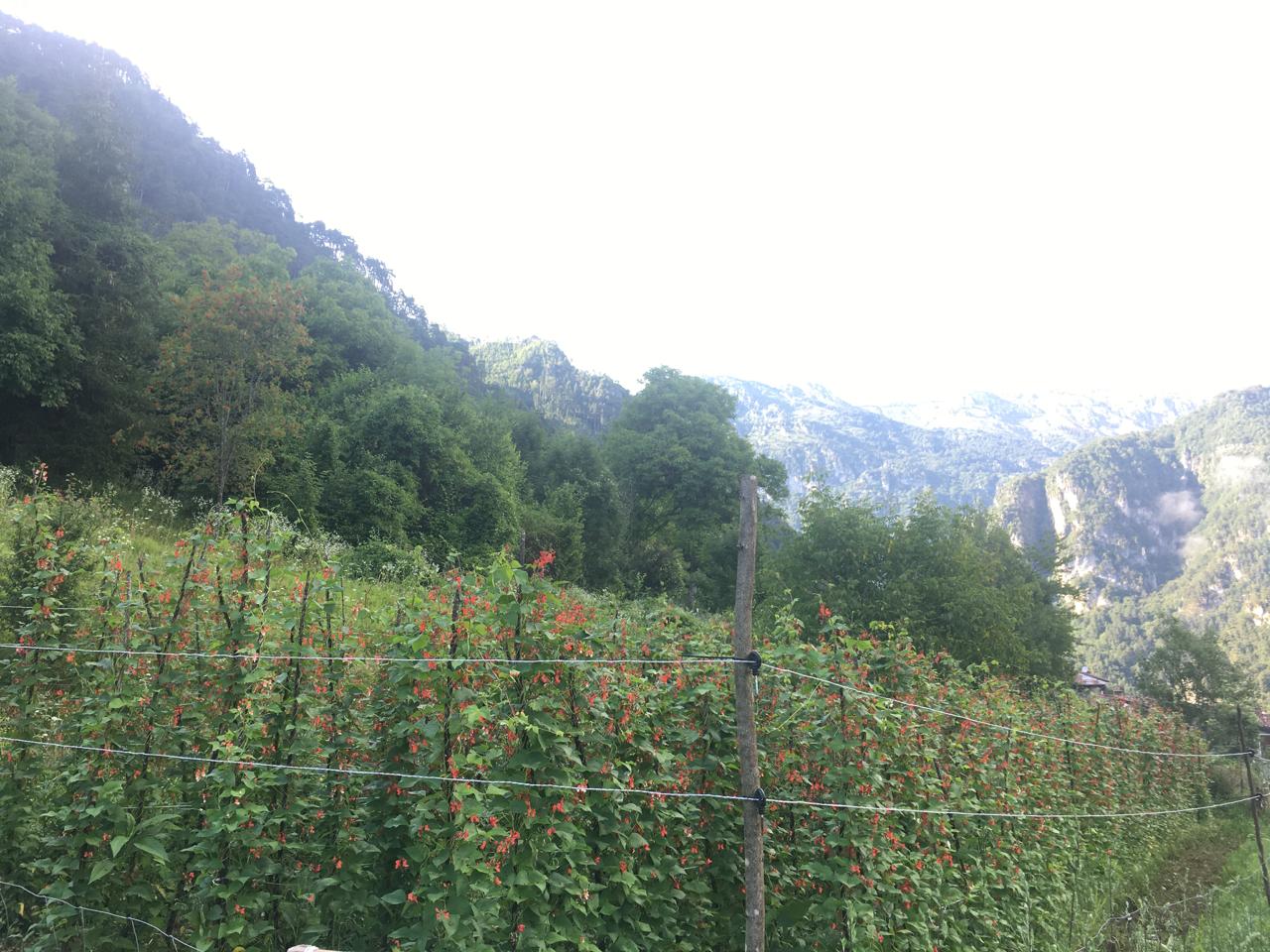 Azienda Agricola Al Fienile – le origini