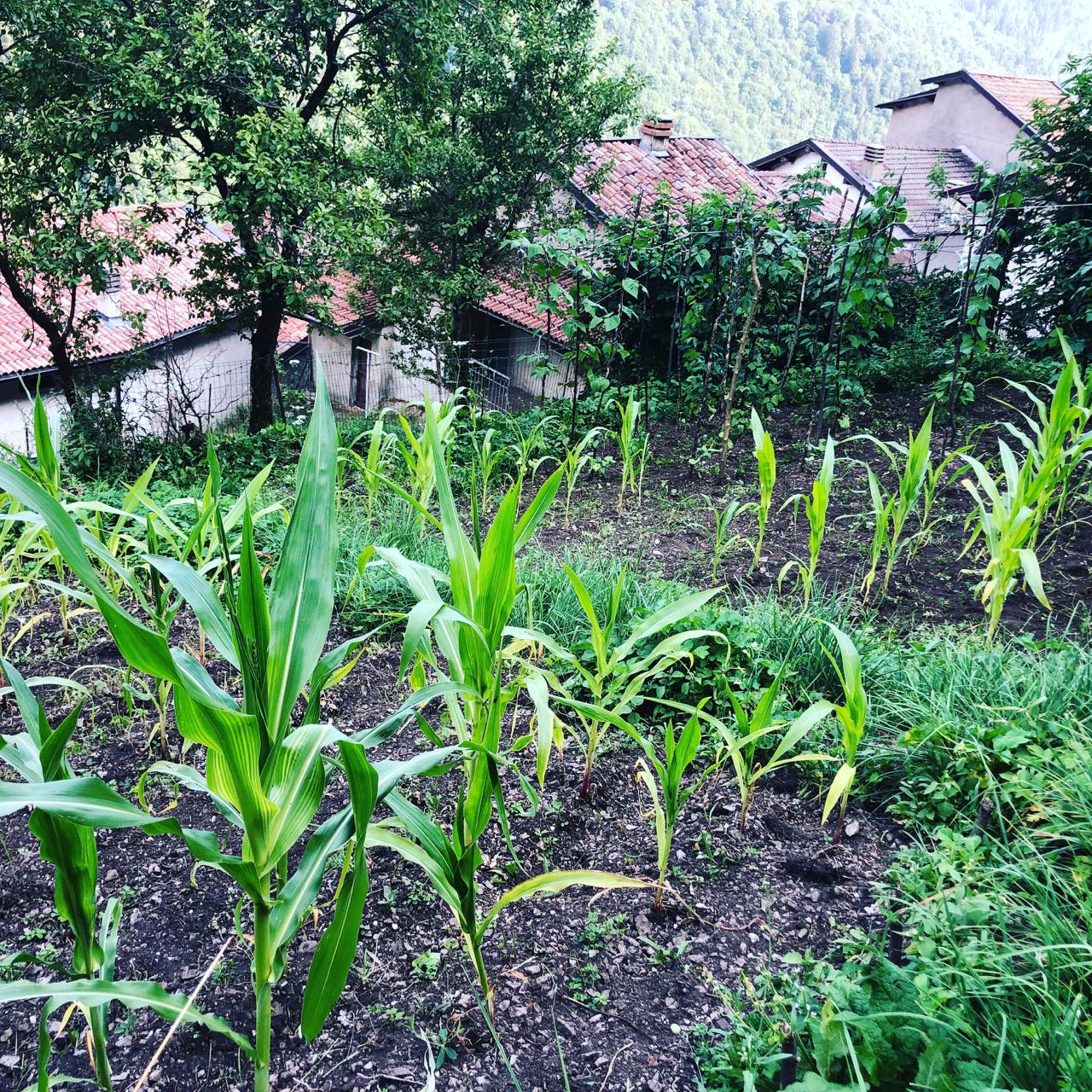 Azienda Agricola Al Fienile – le origini