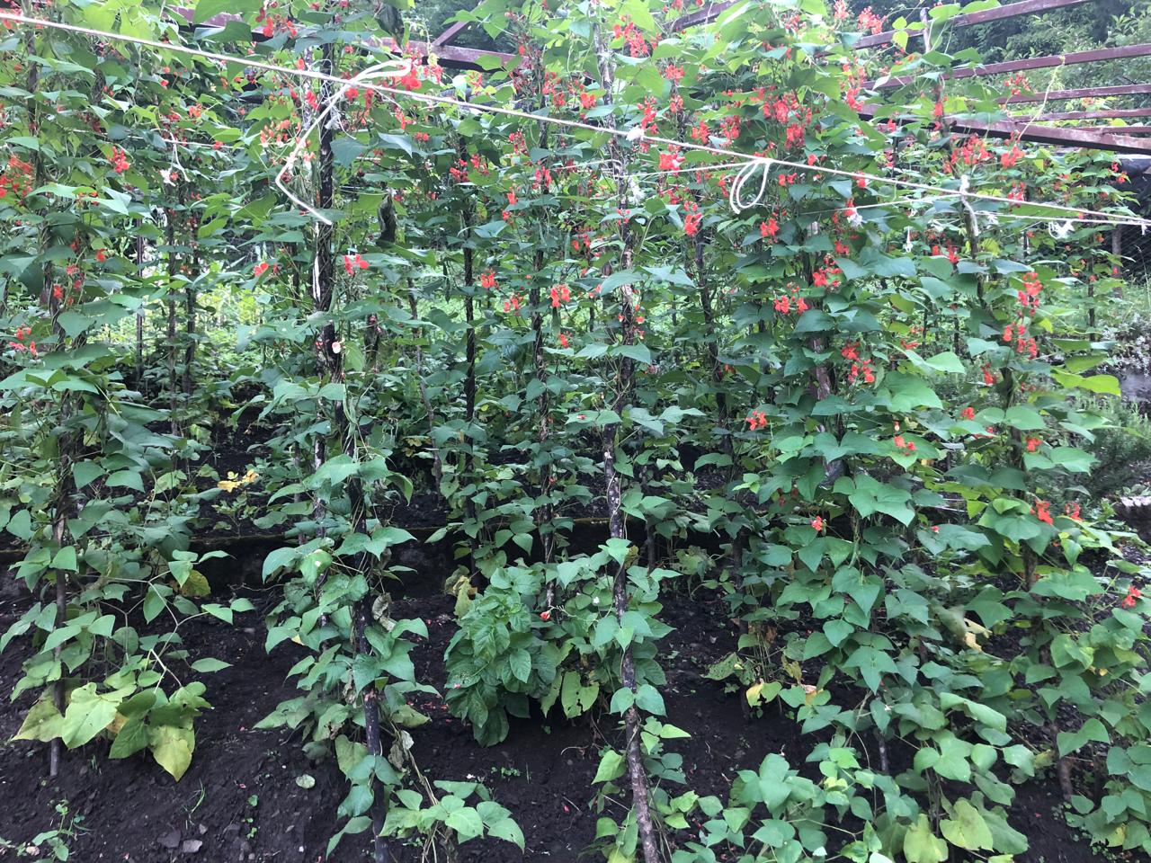 Azienda Agricola Al Fienile – le origini