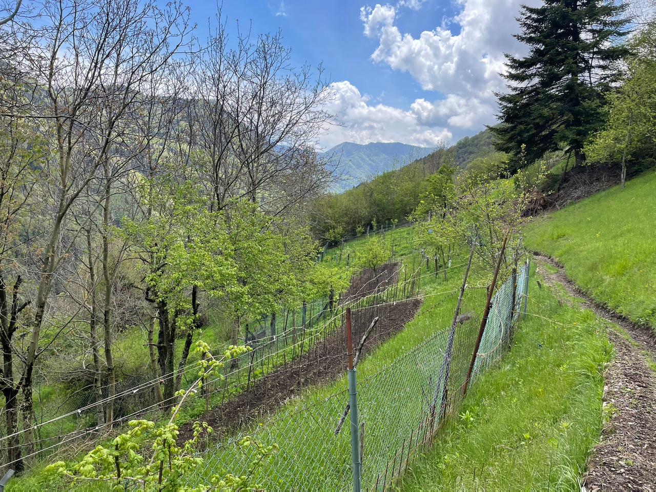 Azienda Agricola Al Fienile – le origini