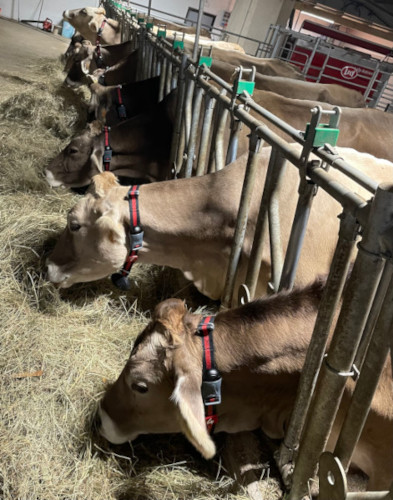 Vista della stalla esterna