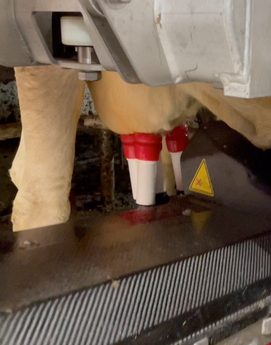 Interno della stalla con sistema di allevamento libero