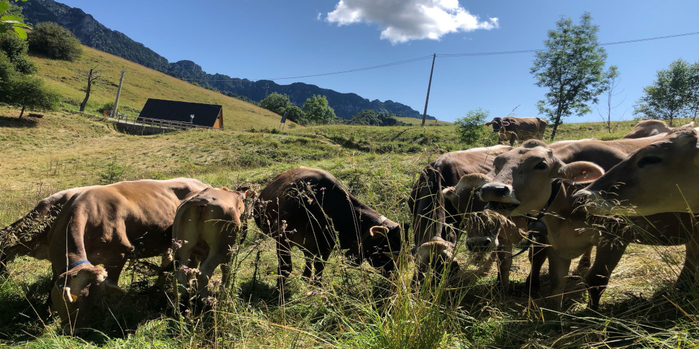 Vacche di razza Bruna nella stalla dell'Azienda Agricola Al Fienile a Magasa